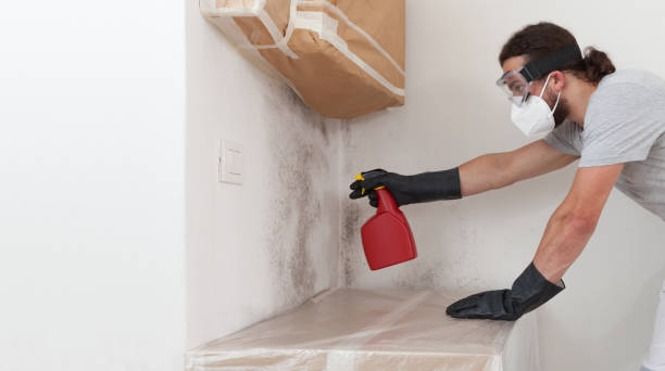 Professional Black Mold Remediation technician working in Harrison, NJ