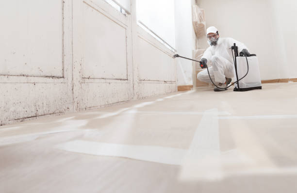 24/7 Emergency Black Mold Remediation experts in Harrison, NJ