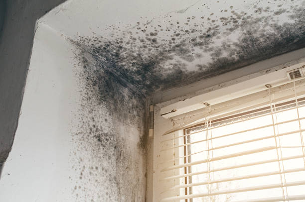 Affordable Black Mold Remediation solutions in Harrison, NJ